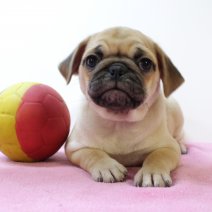 Mops 020425 F(BE3932) 040625.jpg