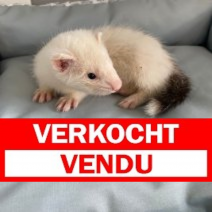 fretje 050625 F1 foto1.verkocht