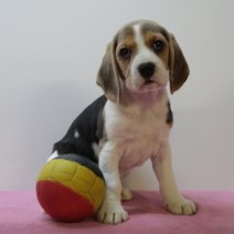 beagle  M  090425  (BE6548) 060625.JPG