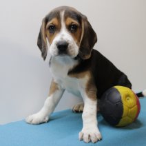 beagle  M  090425  (BE6564) 060625.JPG