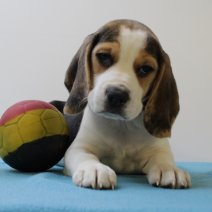 beagle  M  090425  (BE6568) 060625.JPG