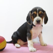 beagle  M  090425  (BE6614) 060625.JPG