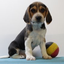 beagle  M  090425  (BE6656)060625.JPG