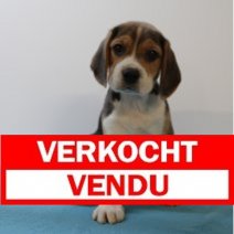 beagle  M  090425  (BE6578) 060625 Verkocht - Vendu.jpg