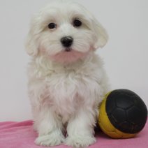 maltezer F 280325(BE6572) 060625.JPG