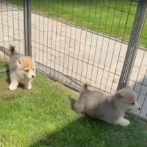 Welsh Corgi kunnen afgehaald worden op 05-07-25 (1).jpg