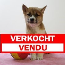 shiba inu F 190325(BE6582)  verkocht.jpg