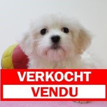 maltezer 070225 F (BE2882) verkocht.jpg