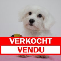 maltezer F 310125(BE3448) 260525 verkocht..jpg