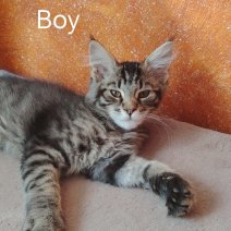 Maine Coon af te halen rond 10-07-25 (1).jpg