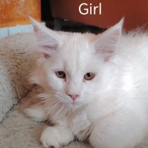 Maine Coon af te halen rond 10-07-25 (2).jpg