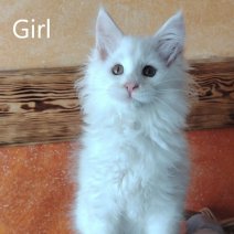 Maine Coon af te halen rond 10-07-25 (4).jpg