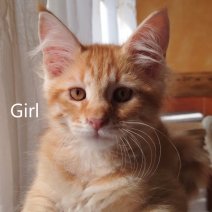 Maine Coon af te halen rond 10-07-25 (5).jpg
