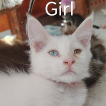 Maine Coon af te halen rond 10-07-25 (6).jpg
