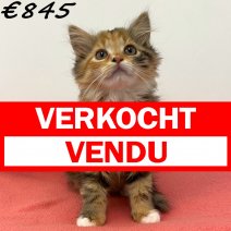 Europese Langhaar 280225 F(BE6615) 260525 verkocht - vendu.jpg