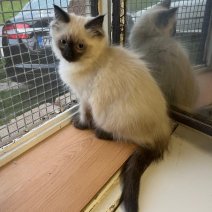 Ragdoll kittens (CZ) beschikbaar 05.08.25 (4).jpg