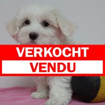 maltezer F 280325(BE6700) 060625 verkocht - vendu.jpg