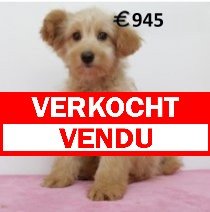Pomapoo verkocht - vendu.jpg