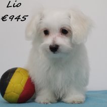 maltezer Lio M 270125 (BE9505) 270525.jpg