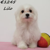 maltezer Lilo F 270125 (BE9471) 270525..jpg