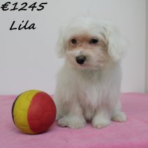 maltezer Lila F 270125 (BE0425) 270525..jpg