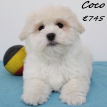 Havanezer Coco 260225 M(BE2311) 020525 .jpg