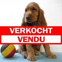 Engelse Cocker 220325 M(BE1277) 280525 verkocht - vendu.jpg