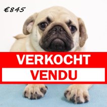mops M 020125(HU9722) 270525 verkocht - vendu.jpg