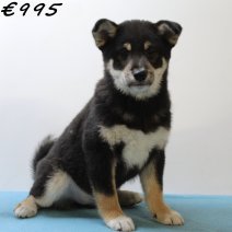 Shiba Inu 040125 M(HU9671) 230425...jpg