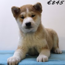 Shiba Inu 040125 M(HU9670) 230425...jpg