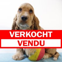 Engelse Cocker 220325 M(BE4275) 280525 verkocht - vendu.jpg