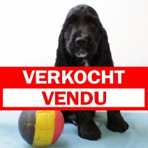 Engelse Cocker 220325 M(BE3830) 280525 verkocht - vendu.jpg