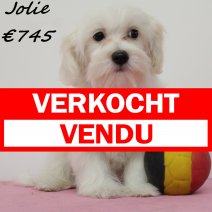 maltezer Jolie F 070225(BE2889) 260525 verkocht - vendu.jpg