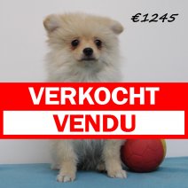 keeshond 020225 M (BE7295) 260525 verkocht - vendu.jpg
