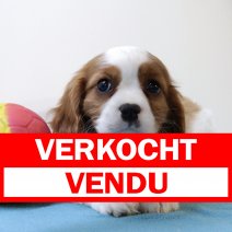 Cavalier King Charles 250325 M(BE4942) 280525 verkocht - vendu.jpg