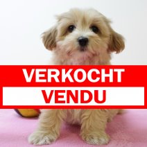 Havanezer F(BE4891) 070525 verkocht - vendu.jpg