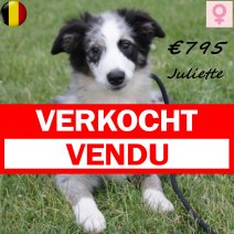 border collie Juliette 030225 F (BE6725) 260525 verkocht - vendu.jpg