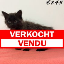 Europese Langhaar 280225 F(BE6585) 260525 verkocht - vendu.jpg
