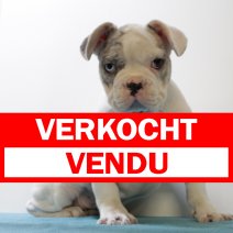 franse bulldog 290125 F (HU1194) 210525 verkocht - vendu.jpg