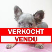 franse bulldog 010225 F (HU1164) 210525 verkocht - vendu.jpg