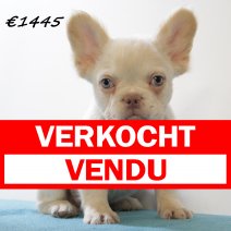 franse bulldog fluffy 010225 M (HU1160)210525 verkocht - vendu.jpg