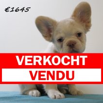 franse bulldog fluffy 010225 M (HU1162) 250525 verkocht - vendu.jpg
