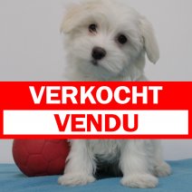 maltezer M 280325(BE6549) 060625 verkocht - vendu.jpg