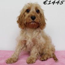 Cavapoo 010225 F(HU1178) 070625.jpg