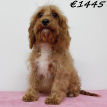 Cavapoo 010225 F(HU1180) 070625.jpg