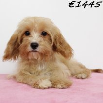 Cavapoo 010225 F(HU1179) 070625.jpg