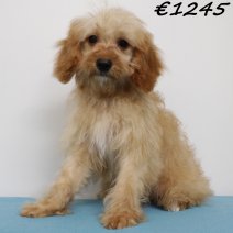 Cavapoo 010225 M(HU1172) 070625.jpg