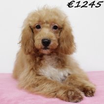 Cavapoo 011224 F(HU2442) 070625.jpg