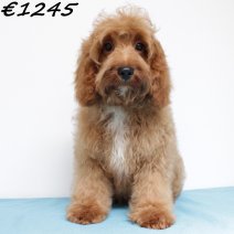 Cavapoo 290125 M(HU1171) 070625.jpg