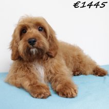 Cavapoo 290125 M(HU1169) 070625.jpg
